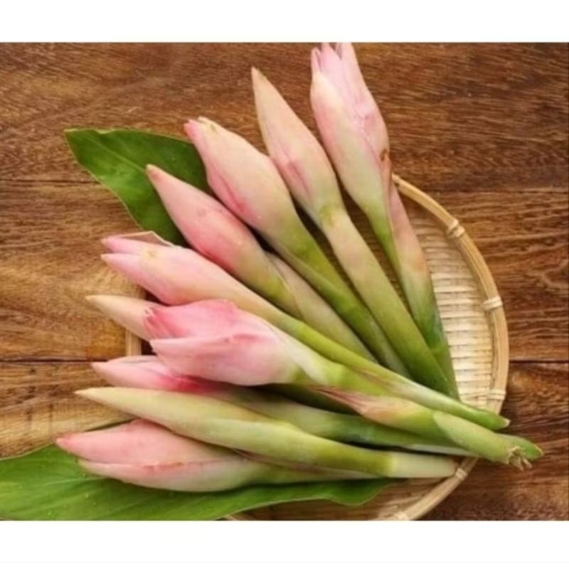 

BUNGA KECOMBRANG / KEMBANG HONJE