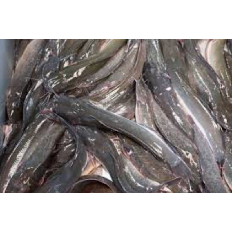 

ikan lele 1 kg