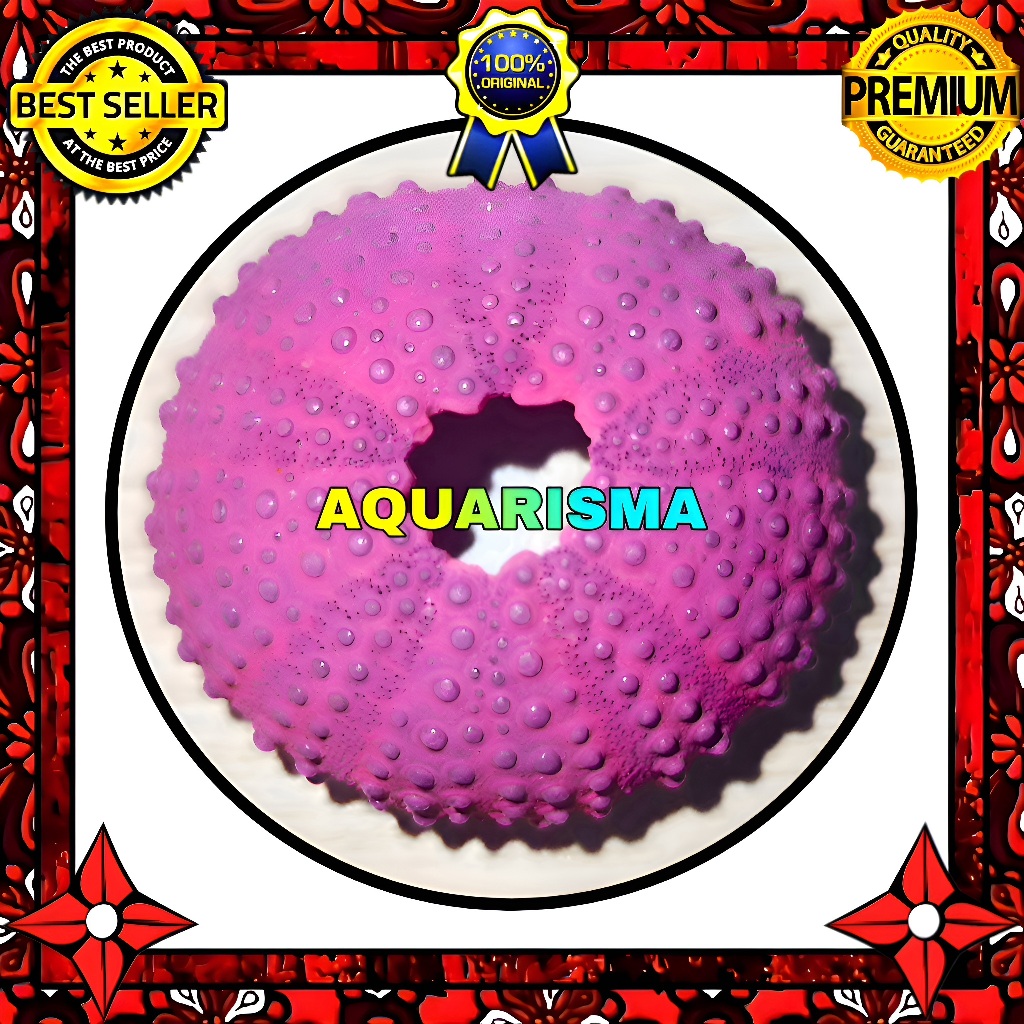 HIASAN DAN KOLEKSI - CANGKANG BULU BABI PINK COLOBOCENTROTUS SEA URCHINS GRADE A+
