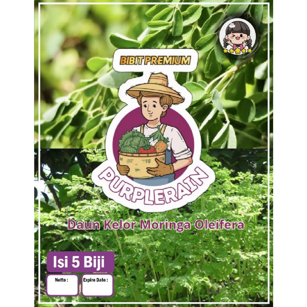 Bibit Premiun Daun Kelor Moringa Oleifera | Benih Daun Kelor Moringa Oleifera | Daun Kelor
