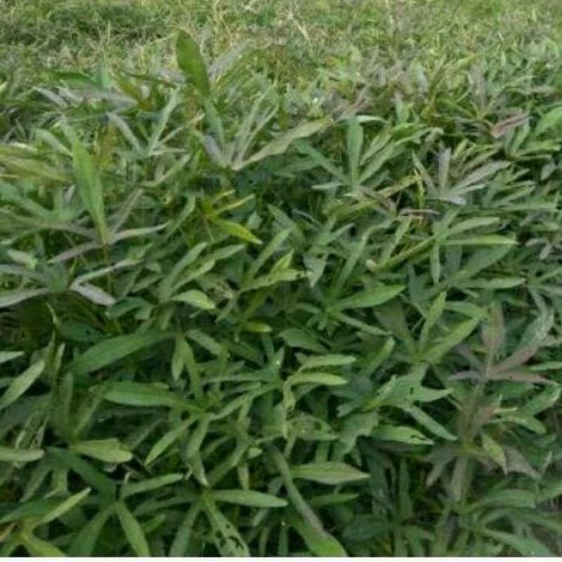 

TERLARIS PAKET 15 STEK BATANG UMBI CILEMBU MADU