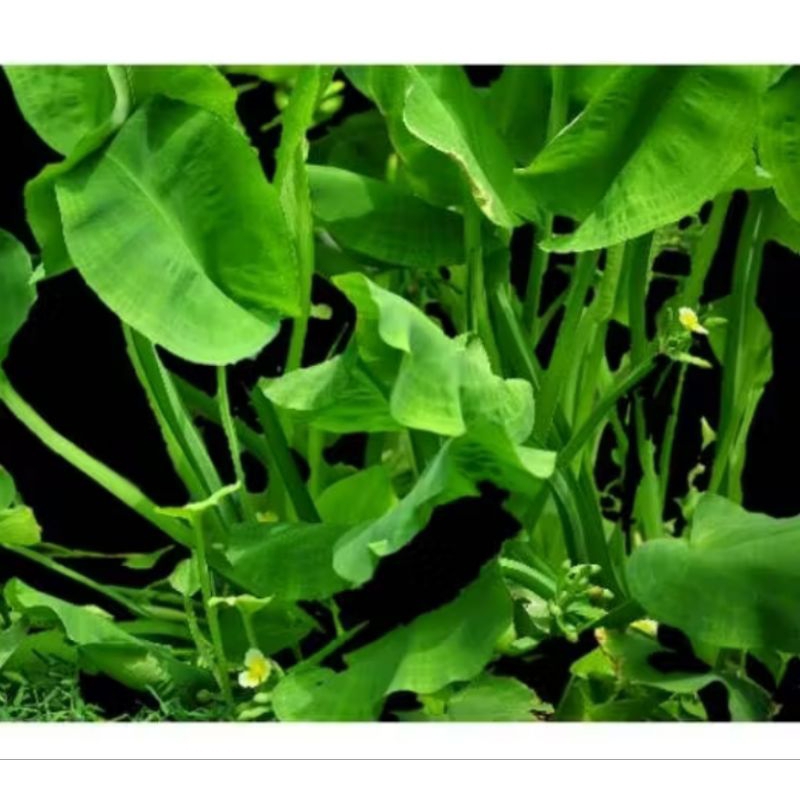 20 Biji Benih Genjer