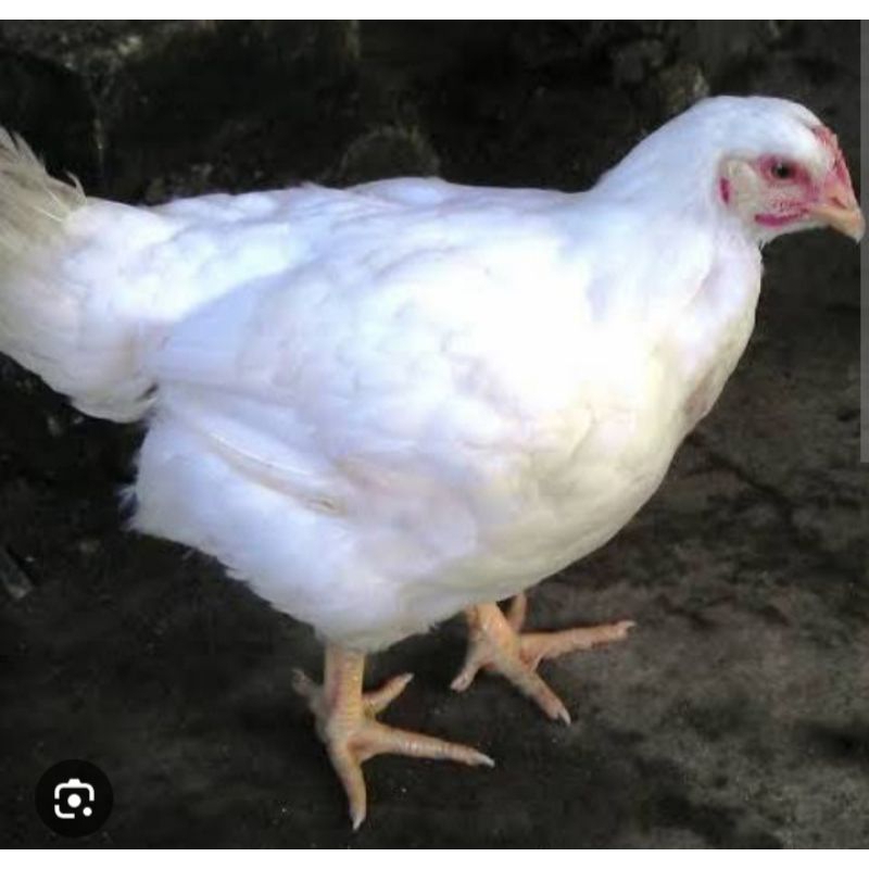 

Ayam potong