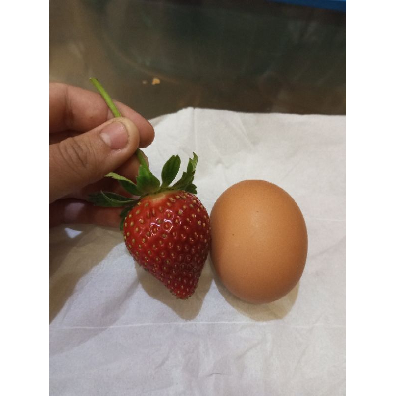 Bibit siap tanam dan berbuah Strawberry Jumbo berbagai jenis