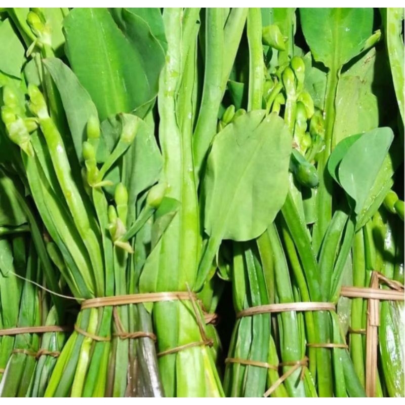 

GENJER / ECENG Super Fress 1 ikat