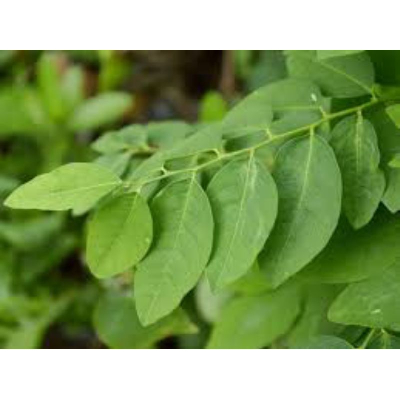 

daun katuk daun kelor