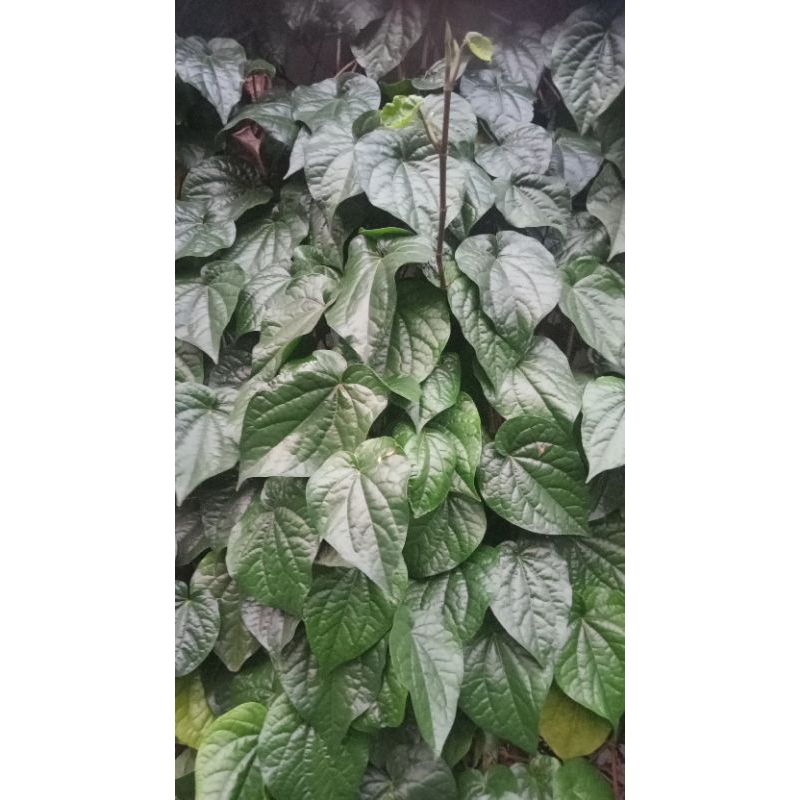 

DAUN SIRIH FRESH SEGAR LANGSUNG PETIK POHON