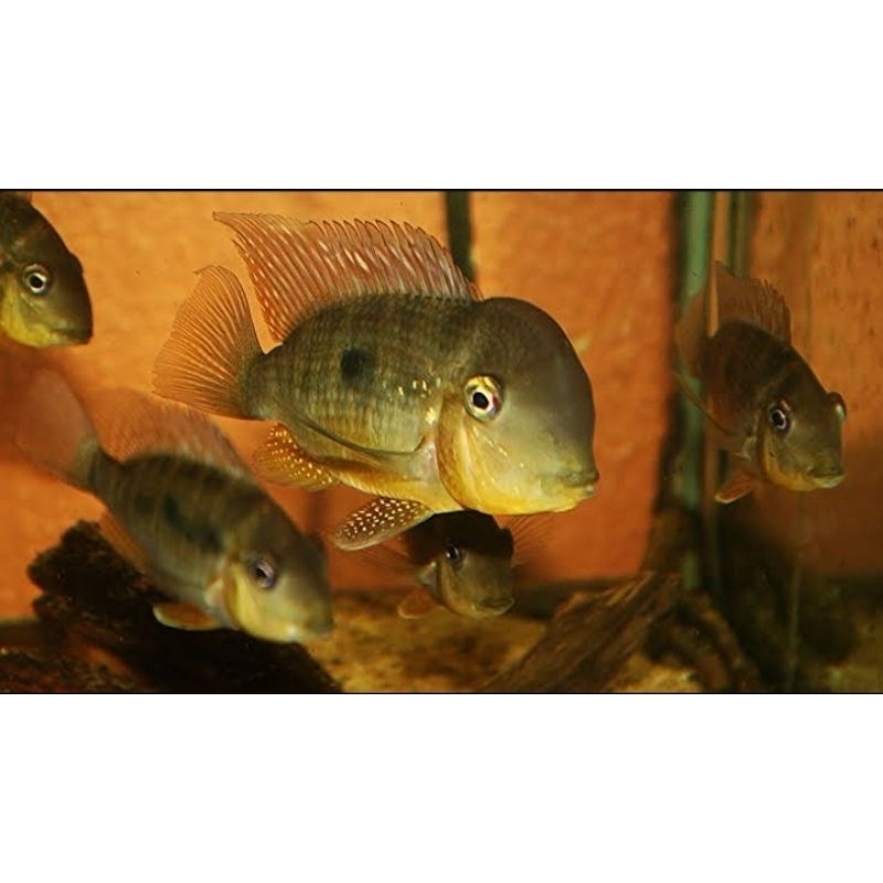 hiasan aquarium geophagus balzani - aquarium