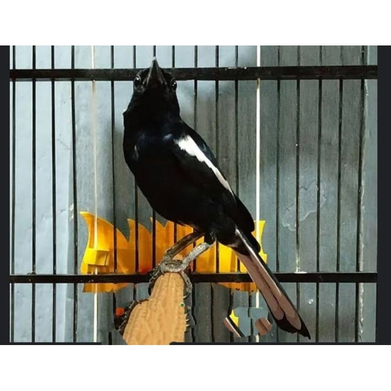 Burung kacer dada hitam makan vuer