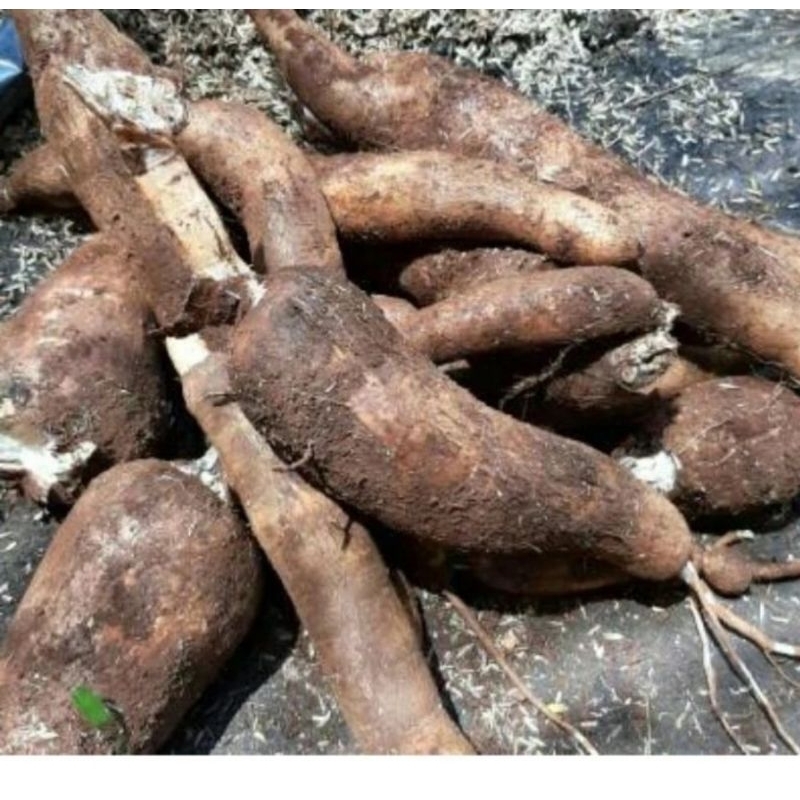 

Singkong racun 1kg