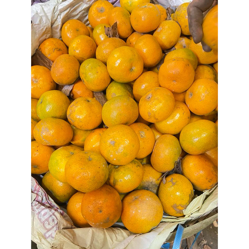 

Jeruk Medan /Manis/Segar/ berat 1 kg