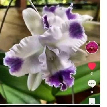 CATELEA DEWASA id anggela coerulea aquinii