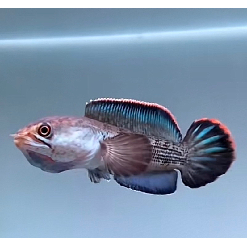 

STEWARTI BLACK GALAXY CB