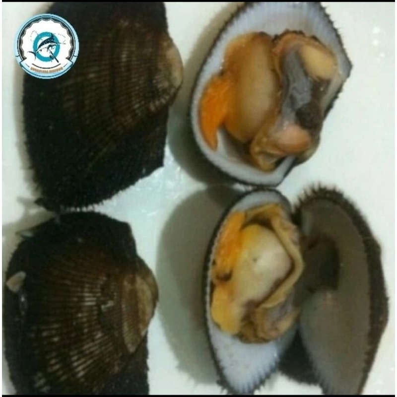

kerang bulu