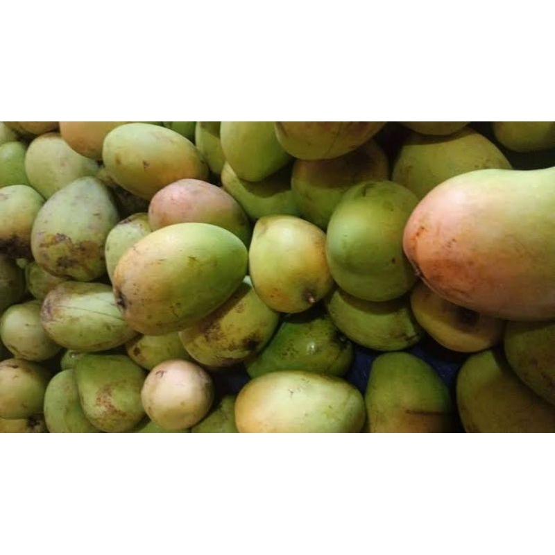 

mangga madura original