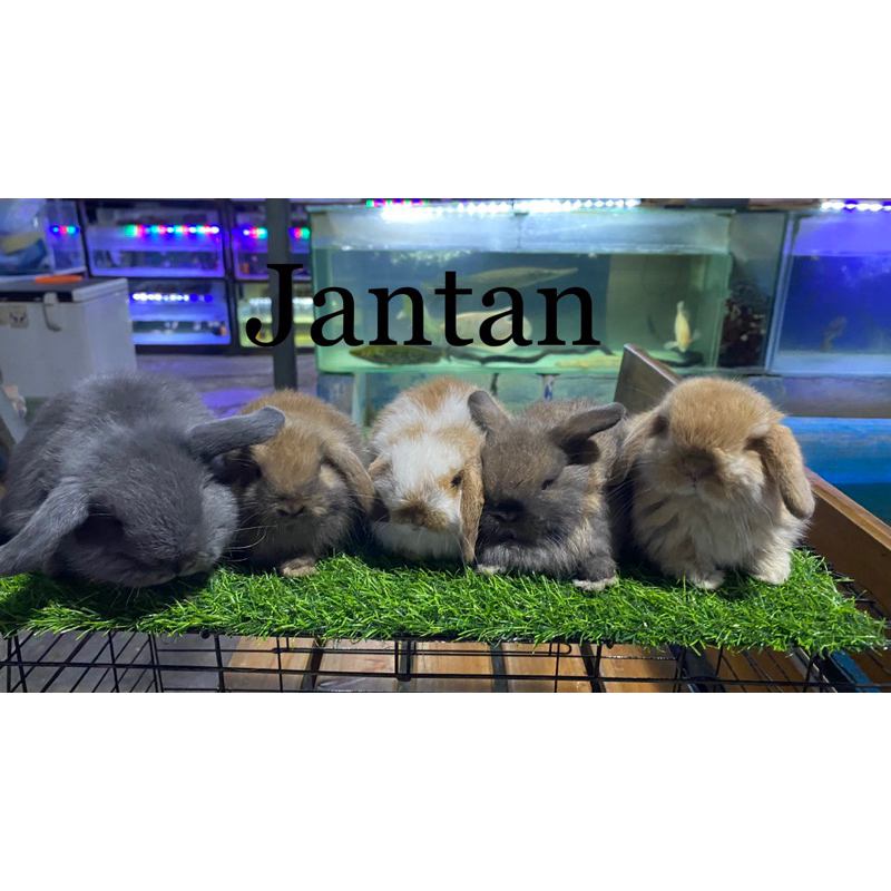 kelinci hias holland lop/ kelinci holland loop/ kelinci holland loap