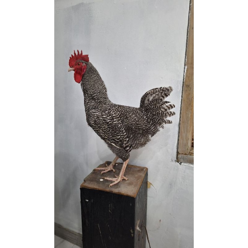 

telor tetas ayam barredrock ORI pureline.