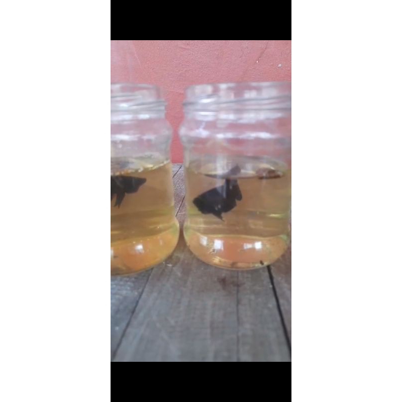 ikan cupang adu Medan VVIP