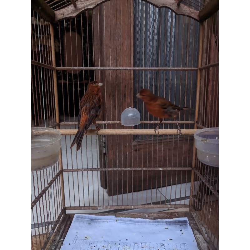 kenari betina blackred