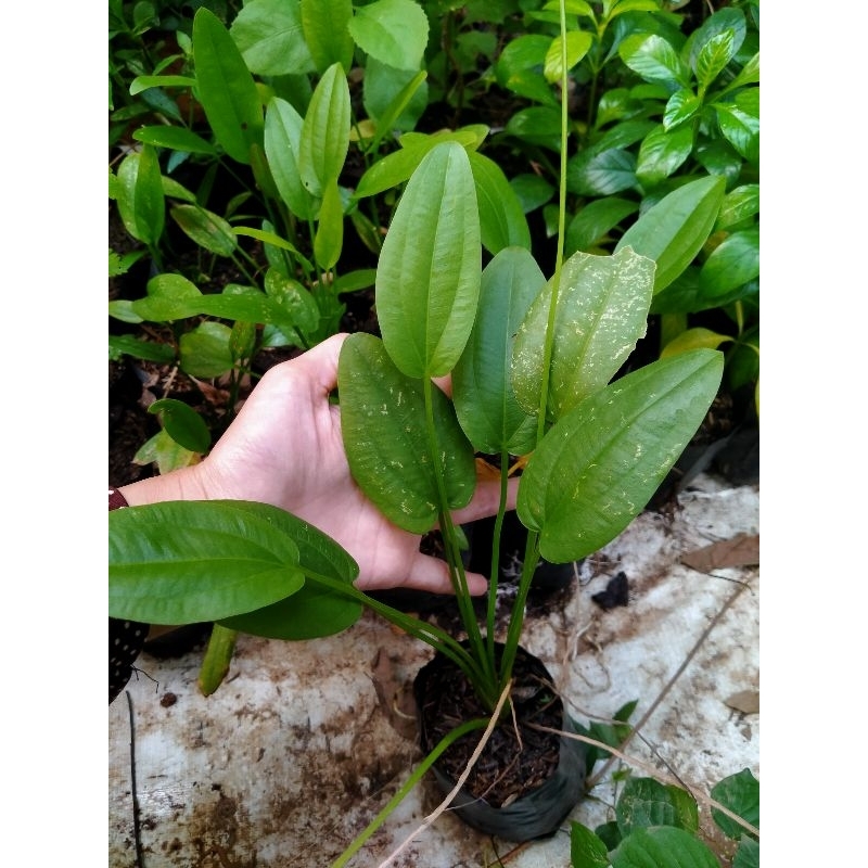 melati air bibit tanaman melati air