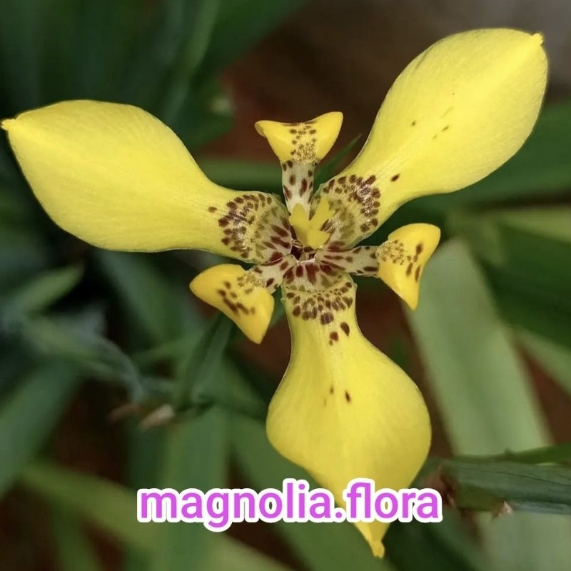 Neomarica longifolia / iris airish irish kuning / bibit tanaman hias bunga