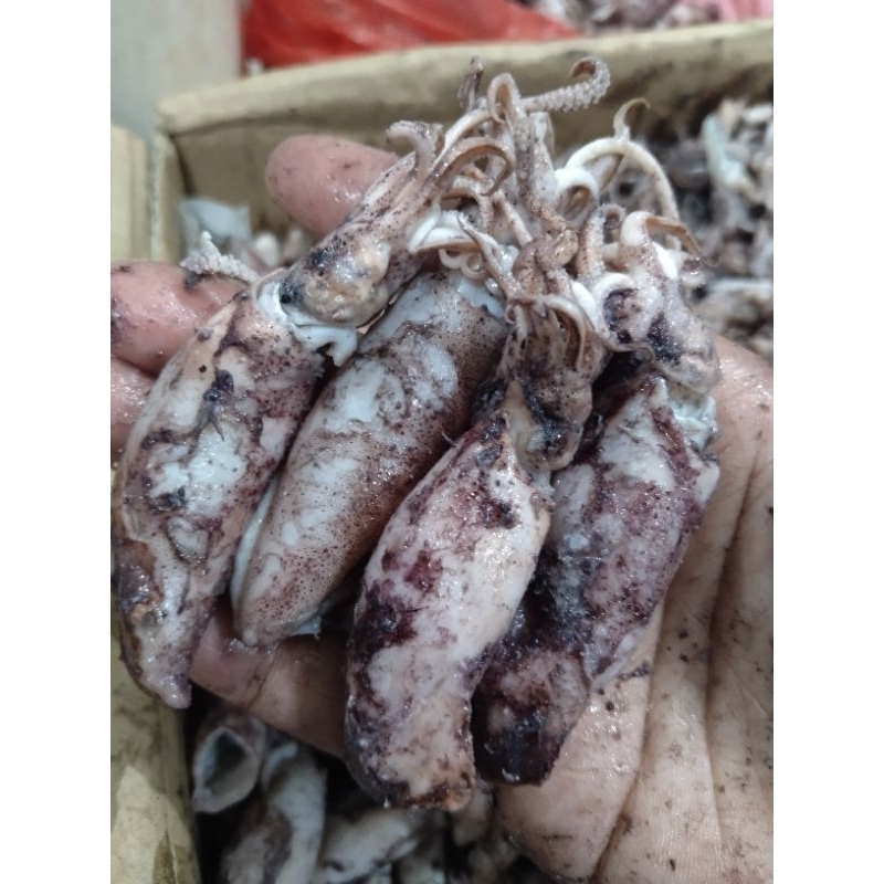 

cumi asin /cumi sontong