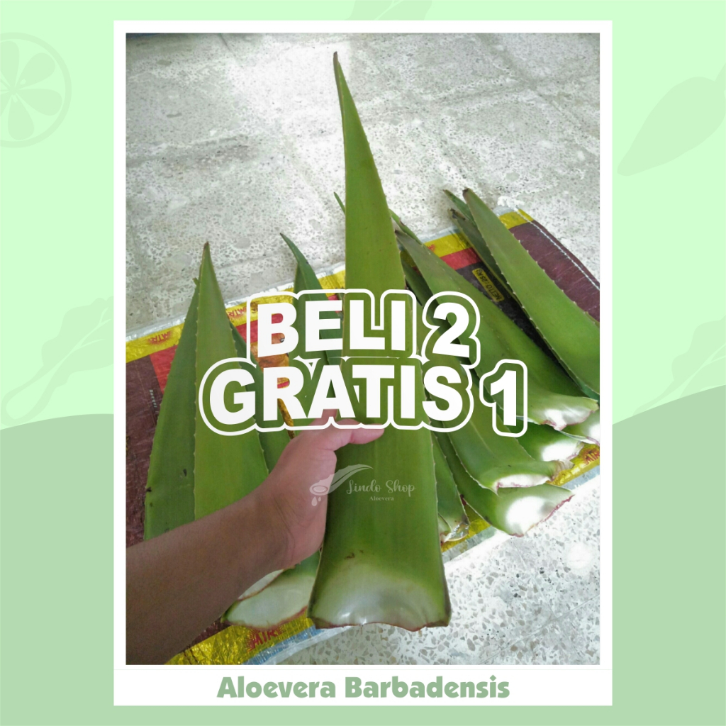 

BELI 2 GRATIS 1 Pelepah Aloevera Lidah Buaya JUMBO Barbadensis per 1 pelepah