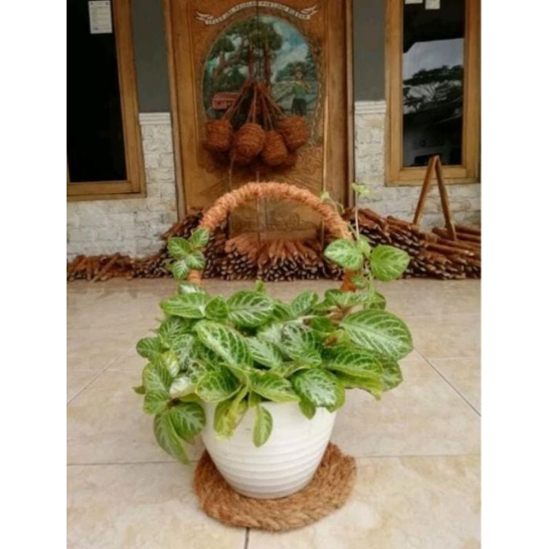 Turus Lingkaran / Penyangga Tanaman Rambat Bulat