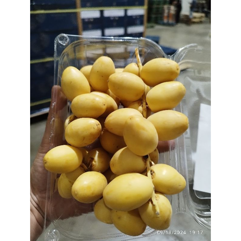 

Kurma Muda (PACK)