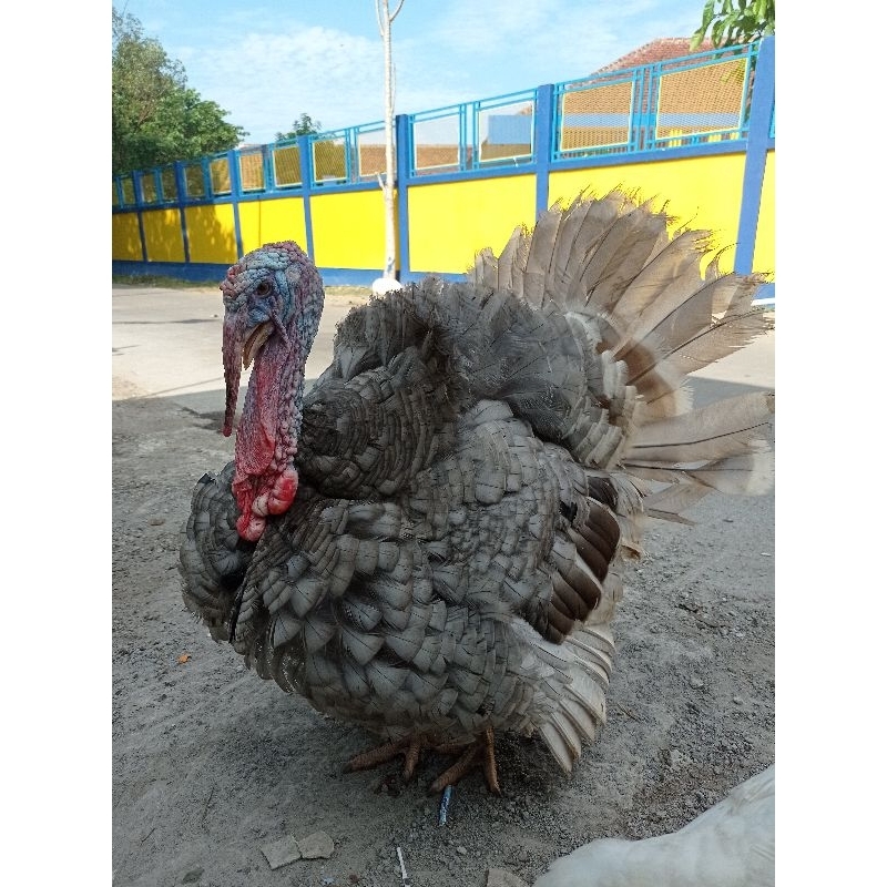 [READY] INDUKAN AYAM KALKUN