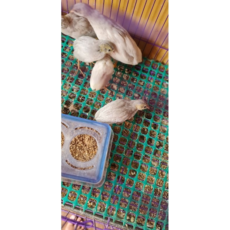 Burung Puyuh Batu Hias Dewasa Siapan