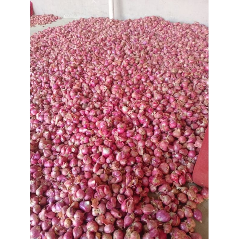 

BAWANG MERAH 1 KG UK TANGGUNG BESAR,KUALITAS TERBAIK,MURAH,KERING