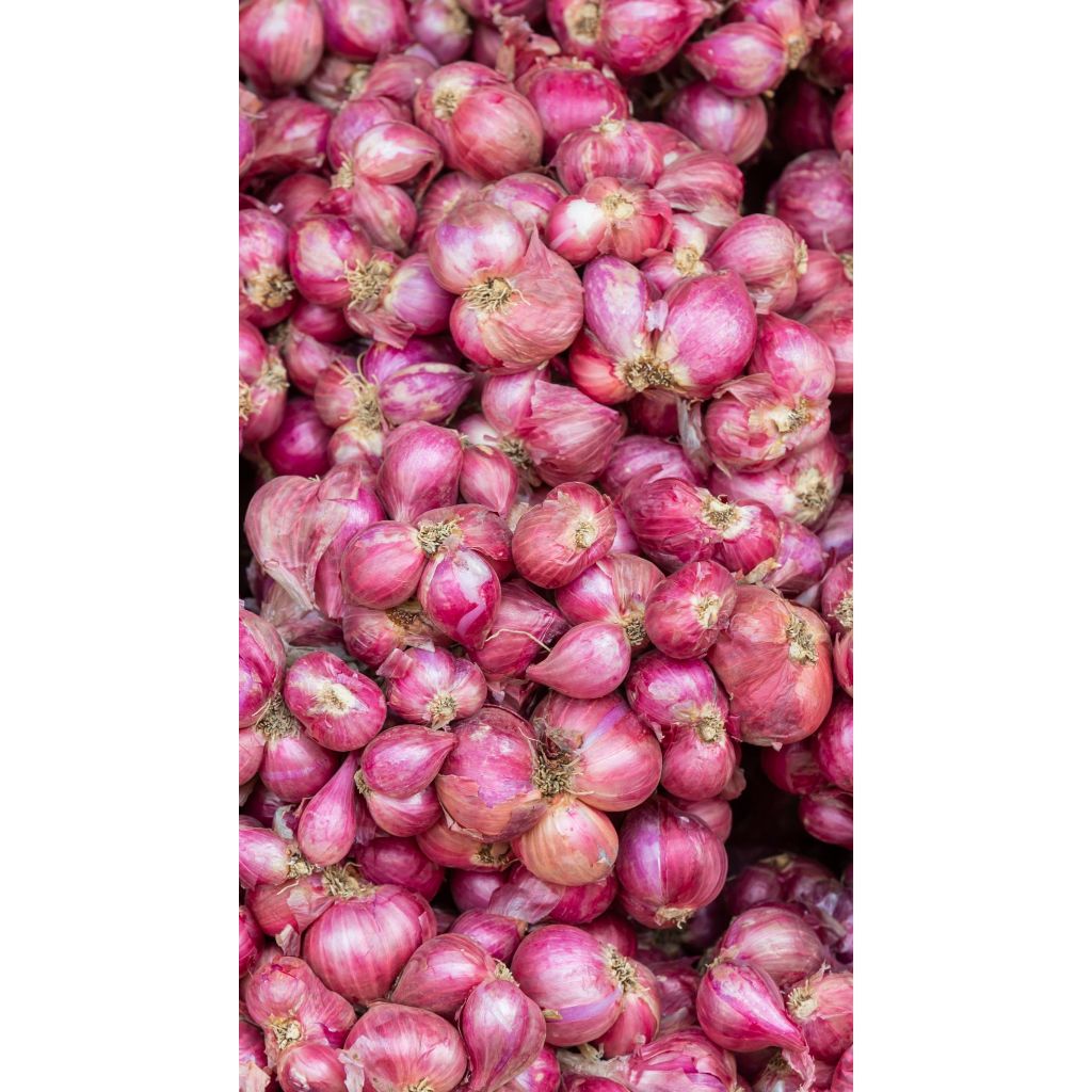 

BAWANG MERAH BREBES KUALITAS SEDANG 500GRAM