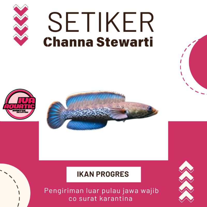 

Stiker Channa Stewarti