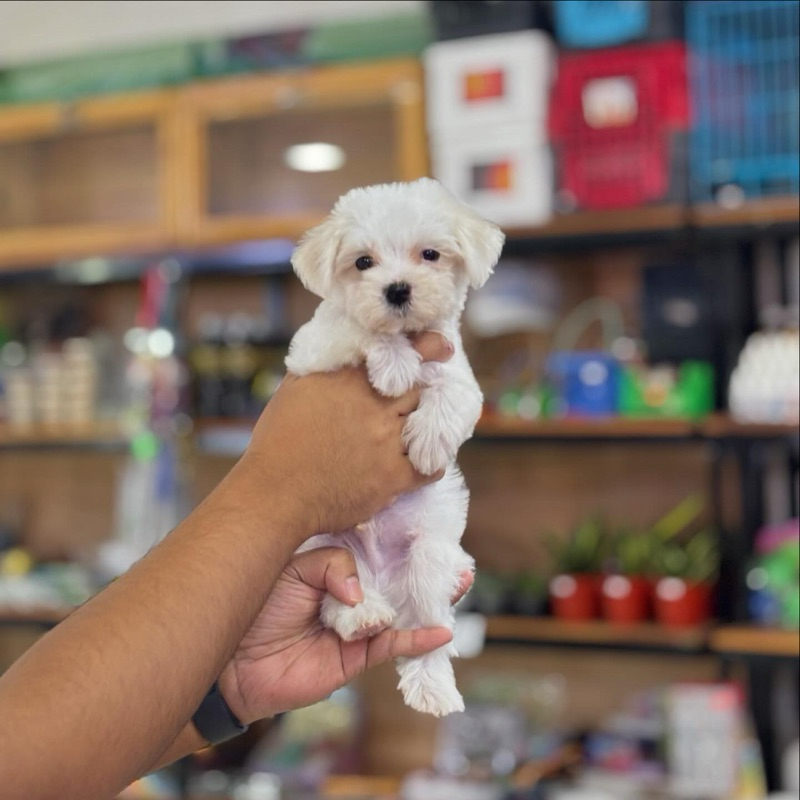 maltipo maltese poodle