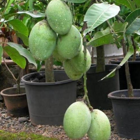 

2Pcs Buah Mangga Madu [TAMBAHAN]