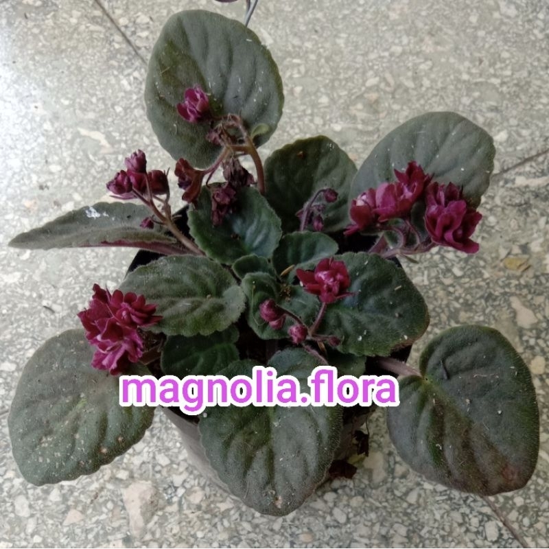 Begonia violces merah tumpuk / bibit tanaman hias bunga