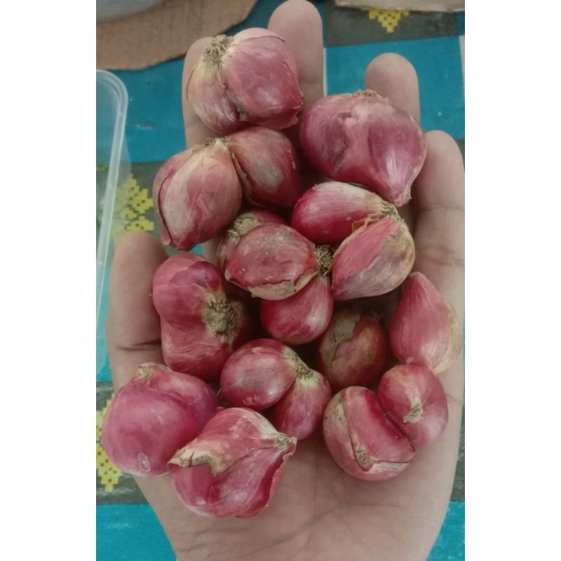 

bawang merah kering 1 kg bonus bawang putih 100 gram