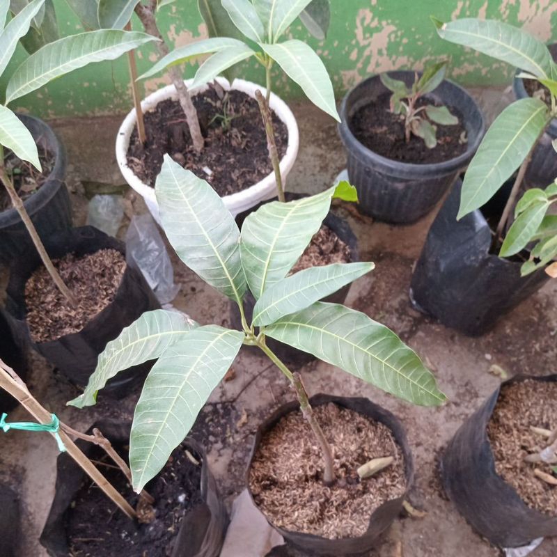 Pohon Mangga Okulasi