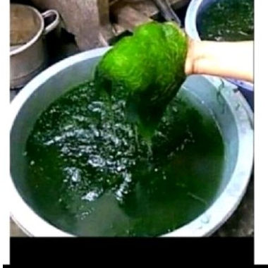

lumut sgar pakan ikan 500 gr