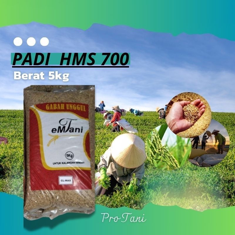 BIBIT BENIH PADI HMS700 TERBARU HMS 700 ORIGINAL