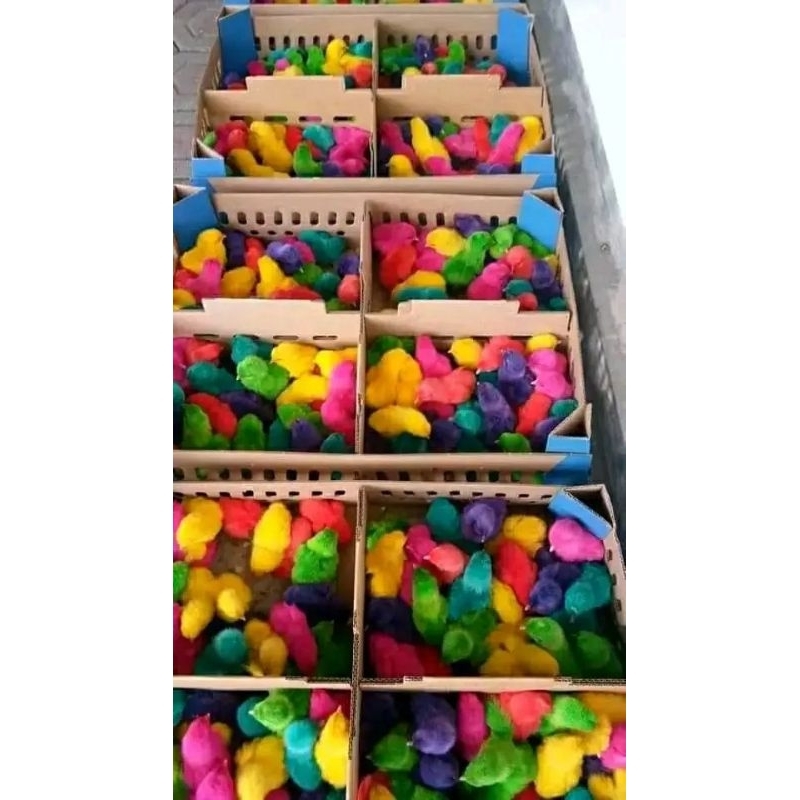

Ayam warna warni 1box