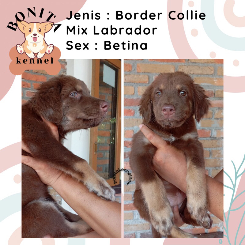 Labrador Retriever Mix Border Collie Anak Anjing Labrador Border Collie Jantan Betina