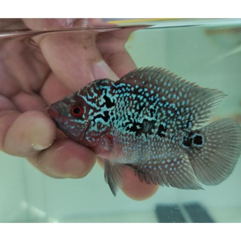 ikan LOHAN SRD . IKAN hias air tawar