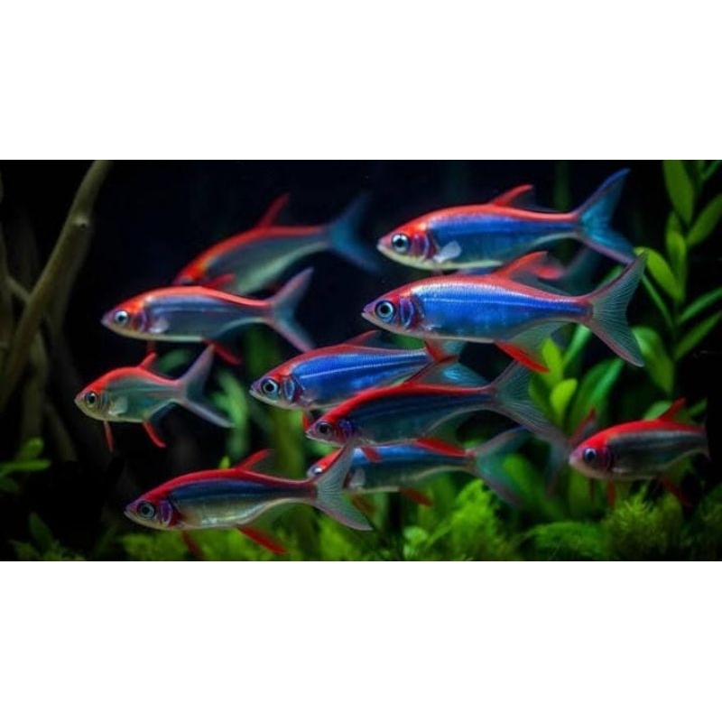 ikan hias neon tetra paket