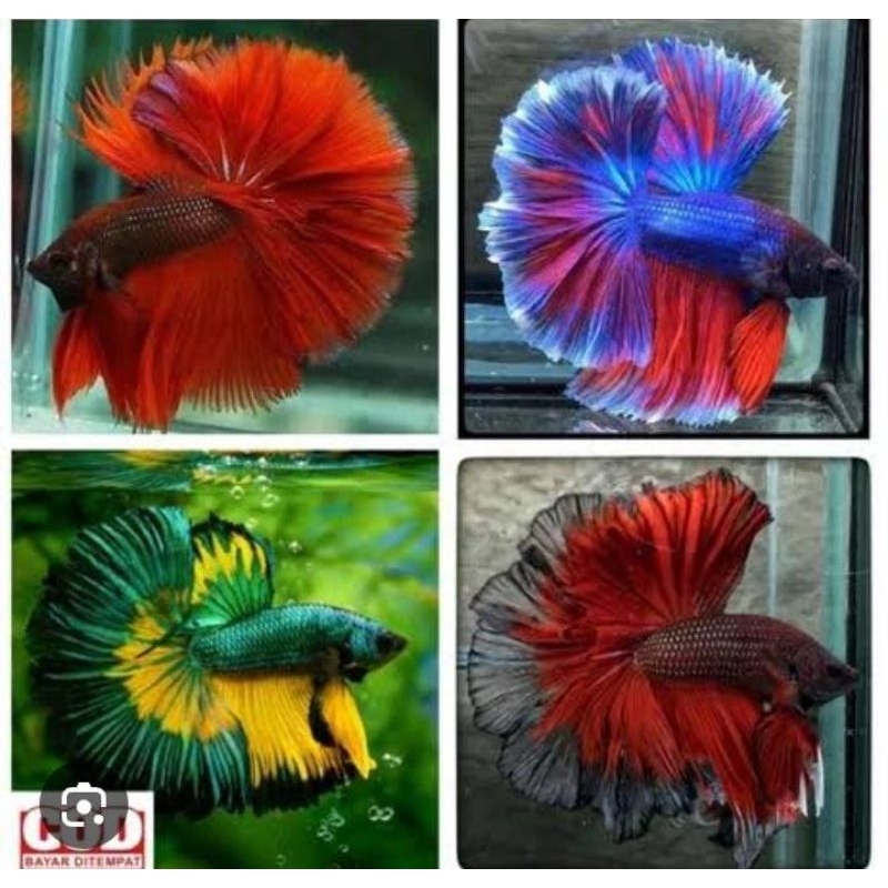 ikan cupang halmoon slayer