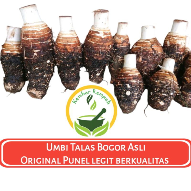 

Umbi Talas Bogor Super Jumbo Original