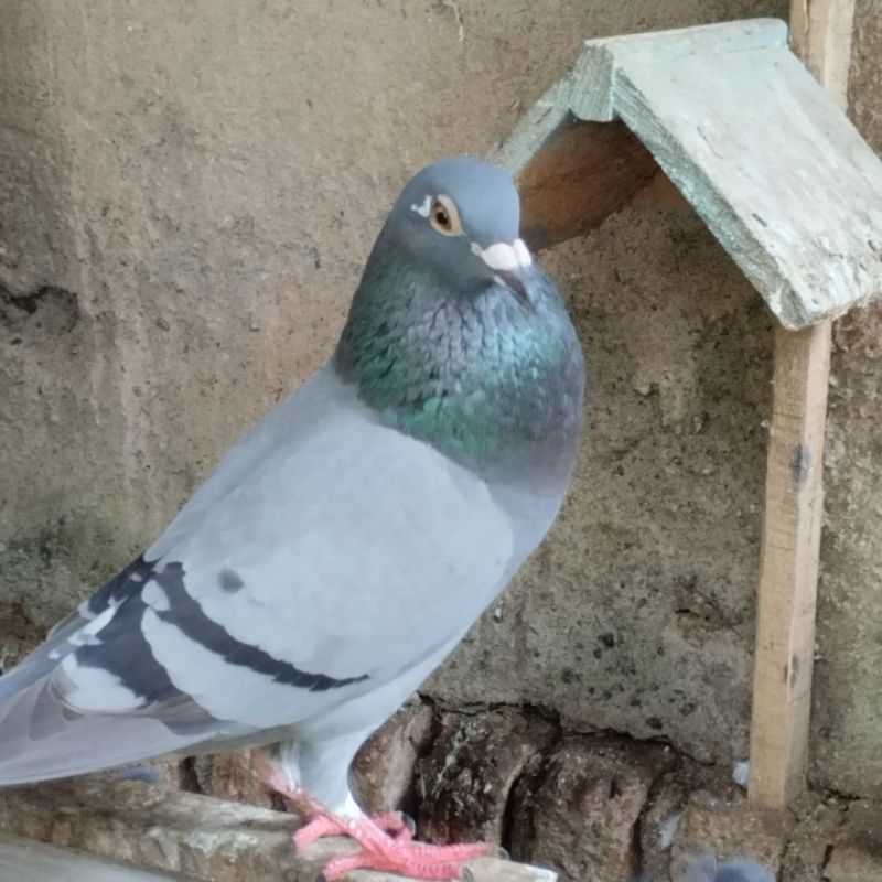 Merpati Pos Piyik dari Indukan Terlatih Ratusan Kilometer