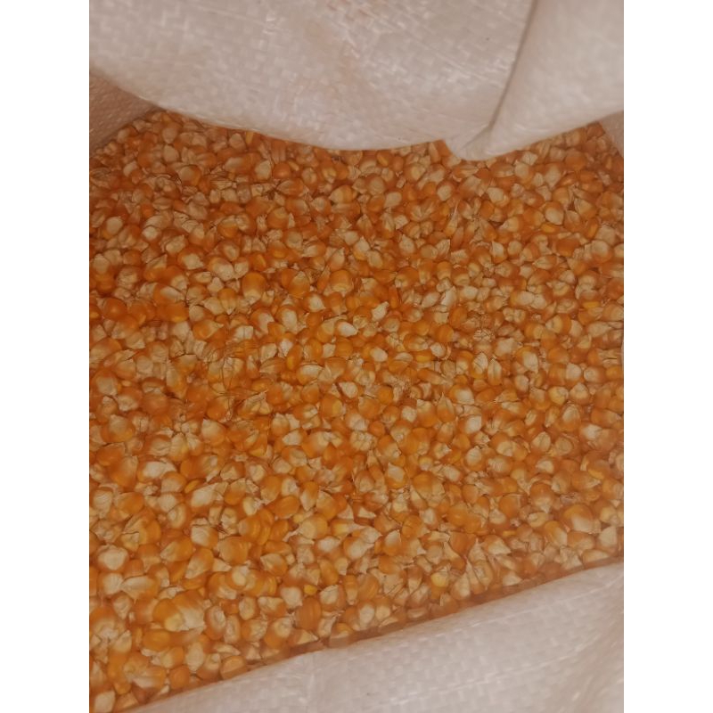 

JAGUNG PIPIL KERING PAKAN TERNAK