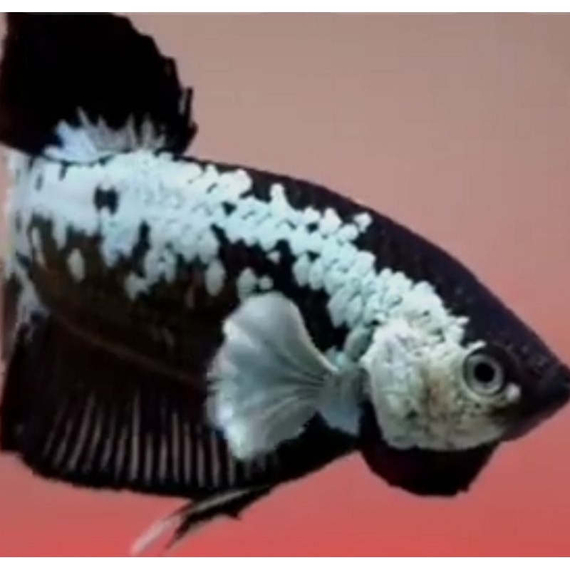 cupang black samurai real pick